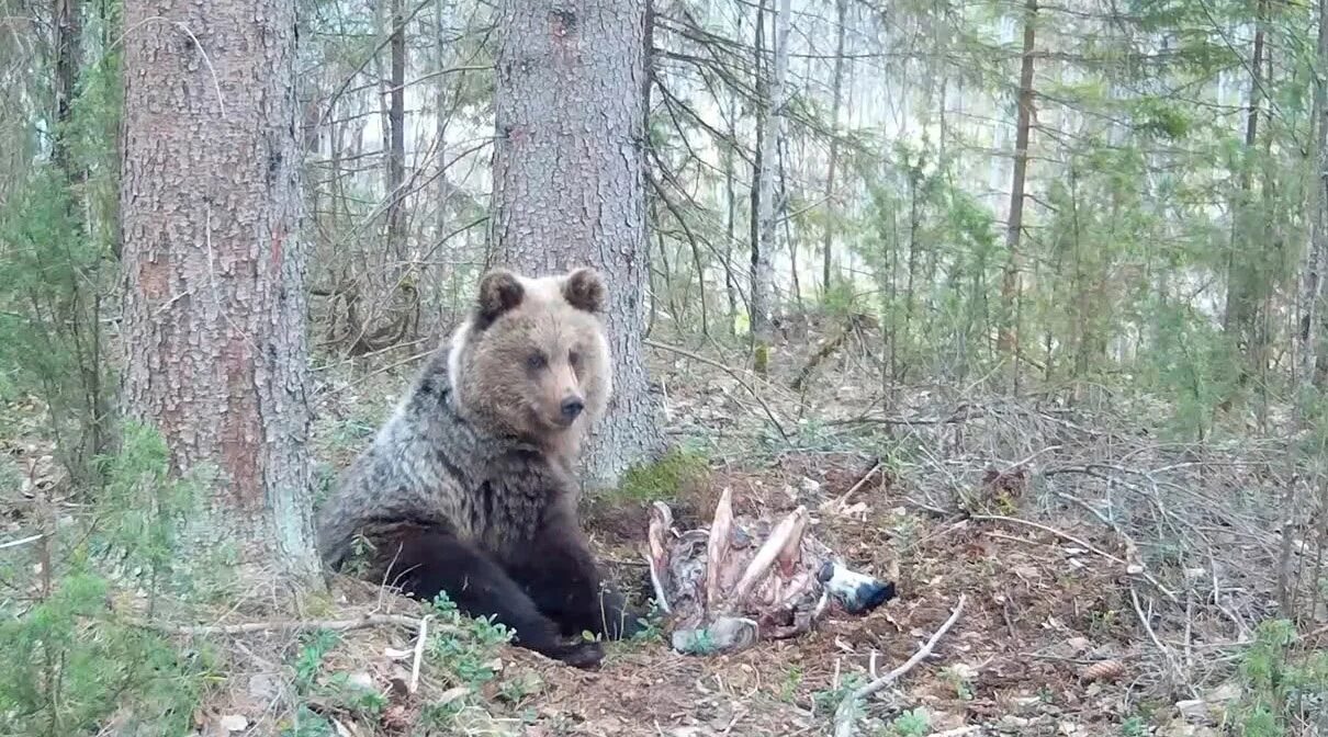 Капкан для медведя читать. Медвежий капкан. Медведь в городе.