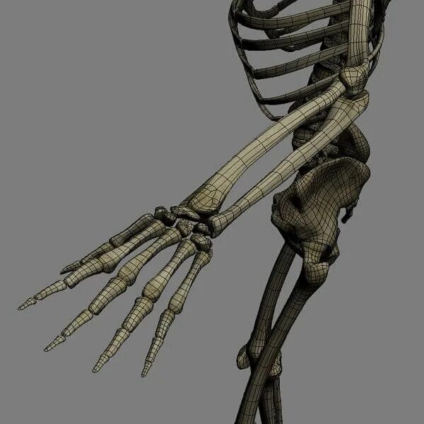 Скелет 3ds Max. Ds3 Skeleton. Flex Skeleton 3d модель. 3д моделирование скелета.