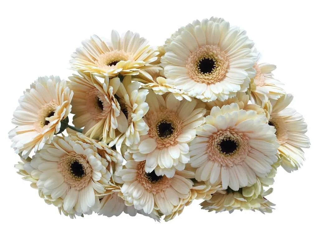 Гербера мини спринг. Гербера мини. Гермини цветок. Гербера мини. Гермини помпони микс.