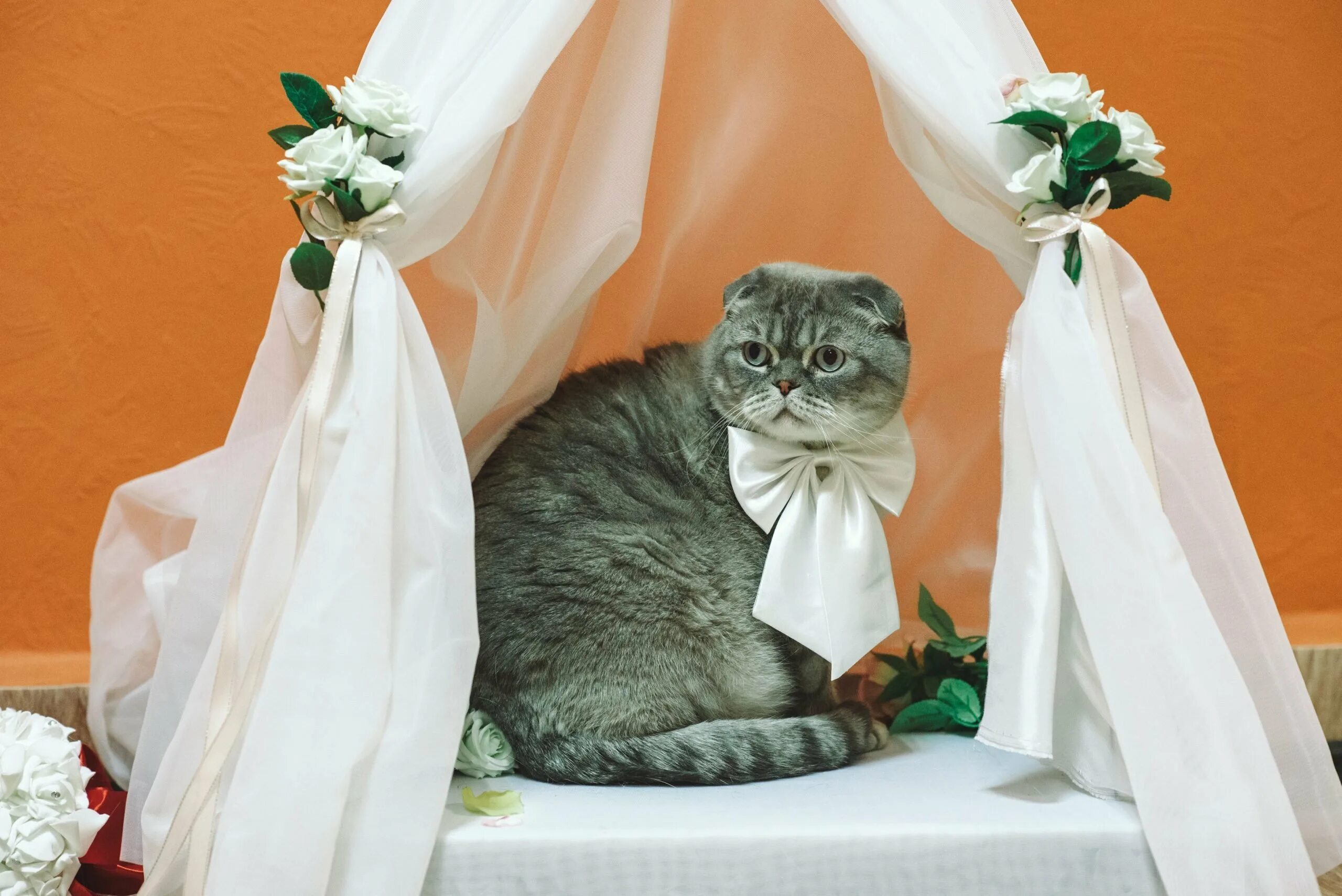 Кошка выходит замуж. Кошки в свадебных нарядах. кошачья свадьба. котик в свадебном платье. кошка невеста.