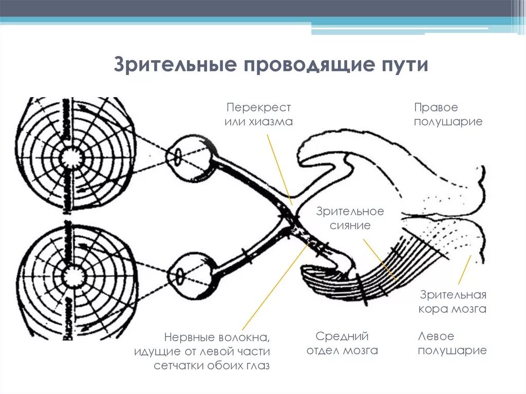 Дуга зрачкового рефлекса. Схема зрительных и зрачковых путей. Проводящий путь зрительного анализатора и зрачкового рефлекса. Зрительный путь схема 1 Нейрон.