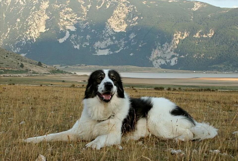 шелковица черная жемчужина. тутовник шелкопряд. растения тутовые 7 букв сканворд. шелковица с листьями шелковицы. растения тутовые 7 букв сканворд.