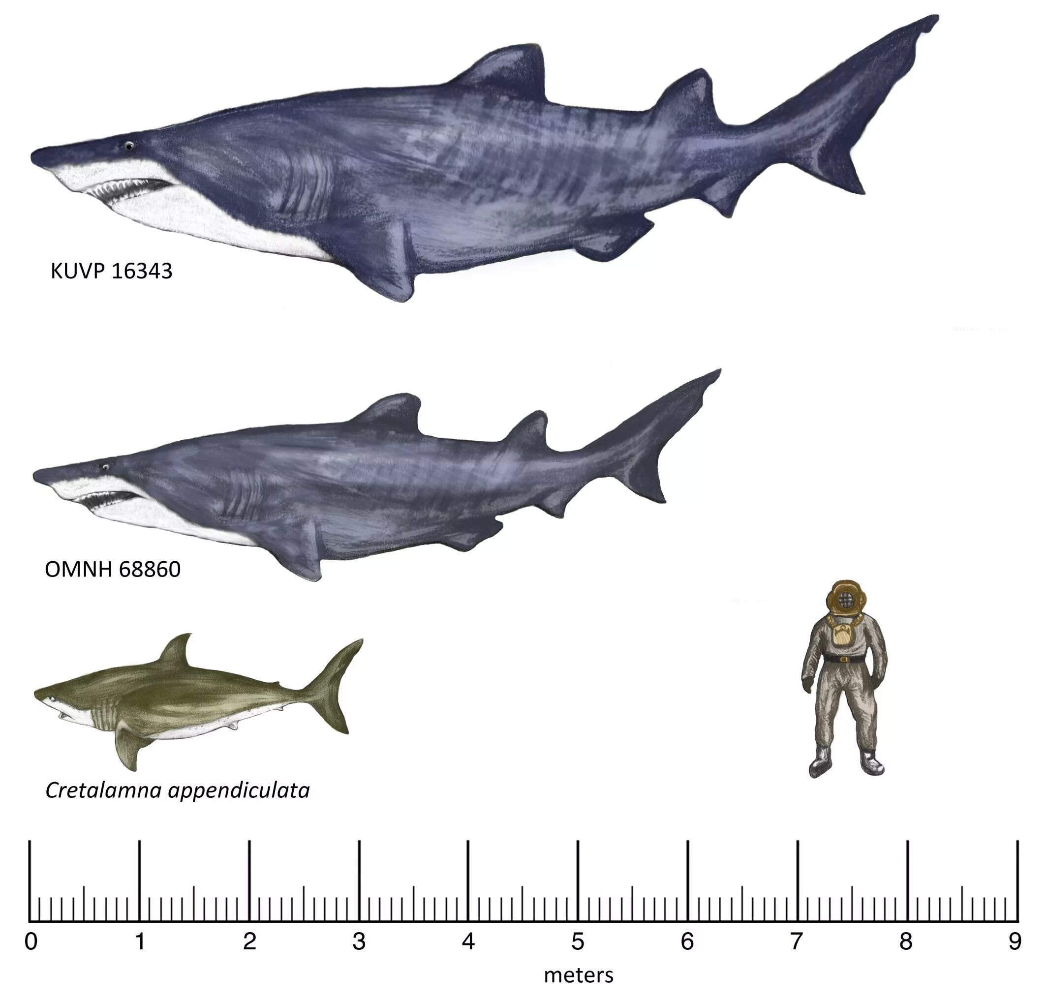 Какой длины акула. МЕГАЛОДОН 18 метров. МЕГАЛОДОН Размеры и вес. Carcharocles Megalodon. Leptostyrax macrorhiza.