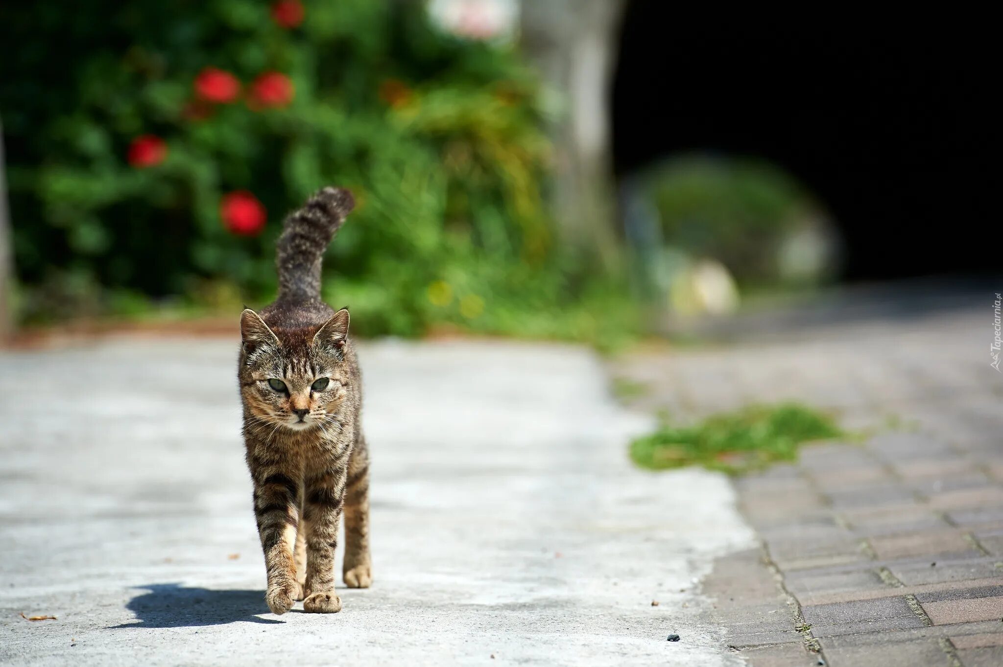 Выход кошечки. Кот на улице. Кошка гуляет. Кот на прогулке. Котенок на улице.