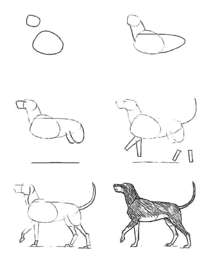 Схема собаки рисунок. Собака рисунок. Поэтапное рисование собаки. Рисунок собаки карандашом для детей. Рисунок собаки поэтапно.
