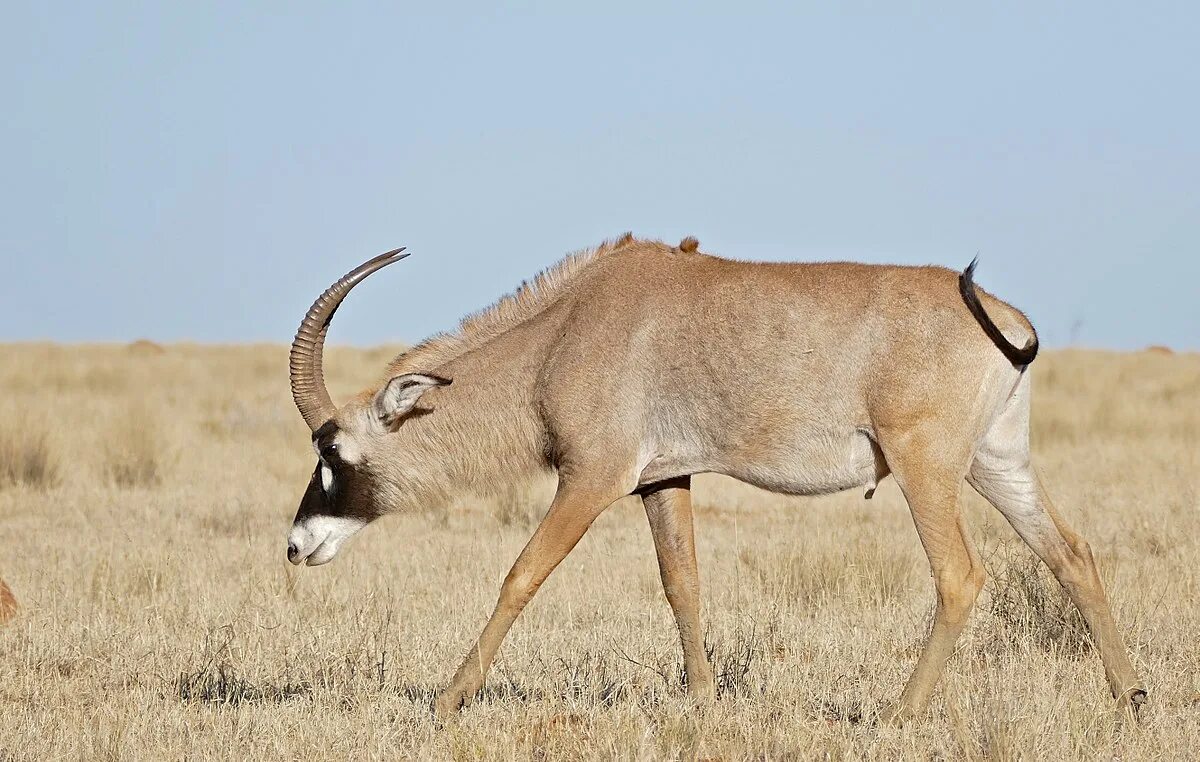 Roan Antelope. Чалая антилопа. Африканская голубая антилопа. Саула антилопа. Дикая лошадь из азии 5 букв сканворд