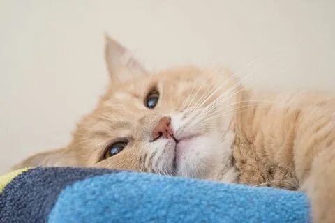 Cats can be