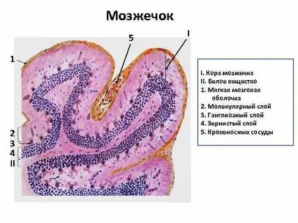 Препарат мозжечка