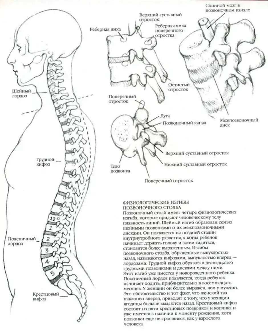 Поясница схема. Схема позвонков человека. Позвоночник схема сбоку. Позвоночник схема позвонков. Отделы позвоночного столба человека схема.