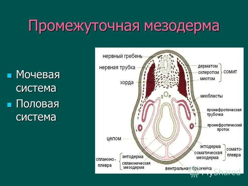 Мезодерма егэ. Нефротом мезодермы. промежуточная мезодерма. строение мезодермы. париетальный листок мезодермы.