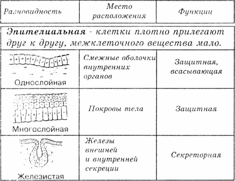 Функции эпителиальных тканей таблица. Локализация эпителиальной ткани таблица. типы эпителиальной ткани таблица. эпителиальная ткань таблица. таблица вид и местоположение эпителиальных тканей.