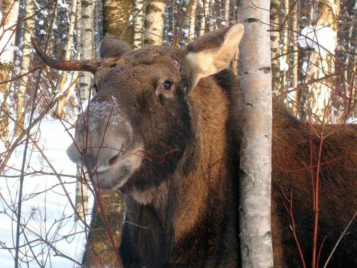 На поляну вышел лось. Лось сбрасывает рога. Лось без Рогов. Лось без одного рога. Лось с одним рогом.