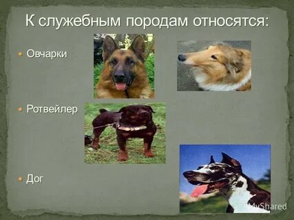 Служебные домашние животные