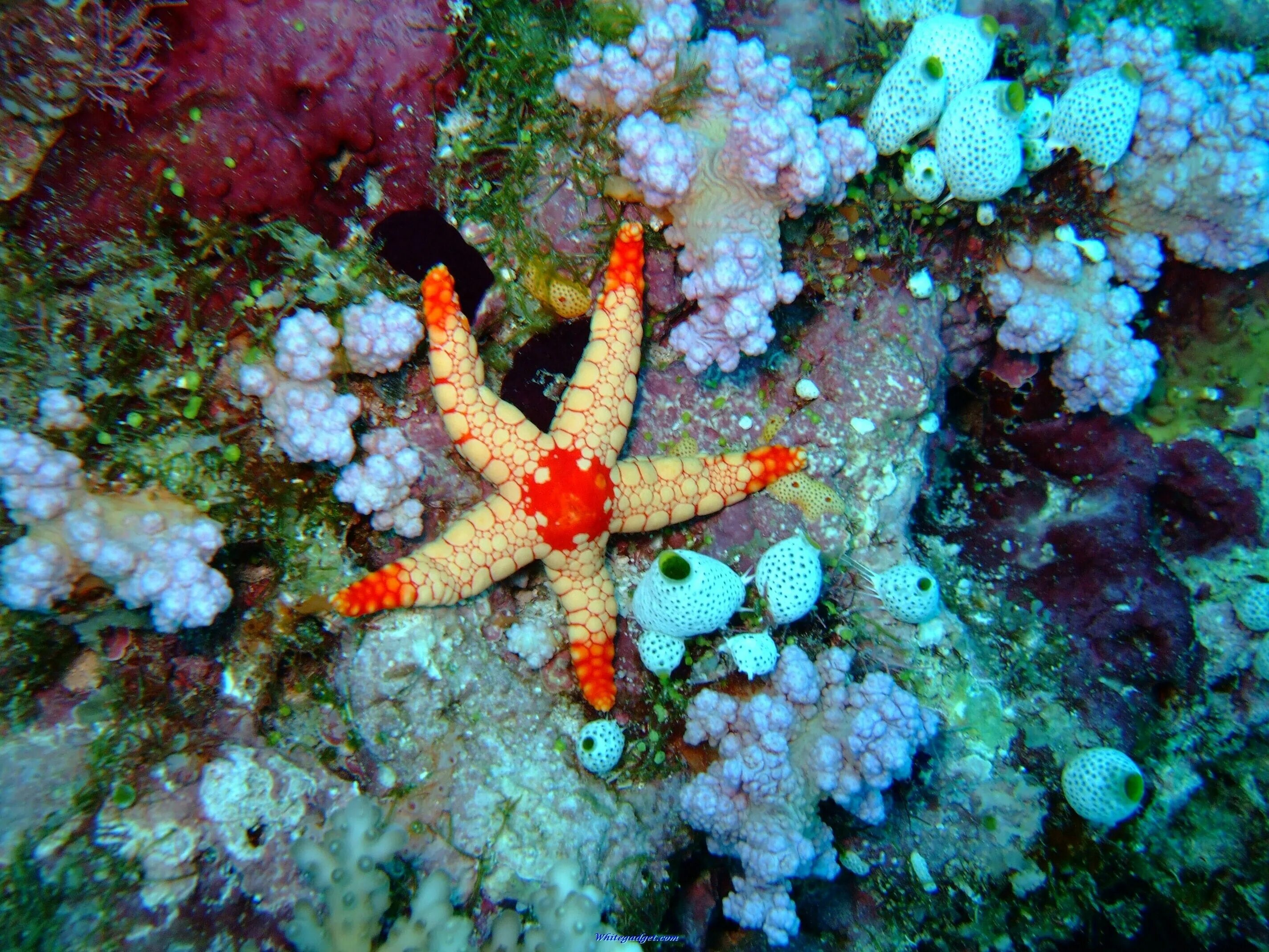 Marine life. Marine life. Marine life. Коралловые рифы красного моря. Обитатели тихого океана.