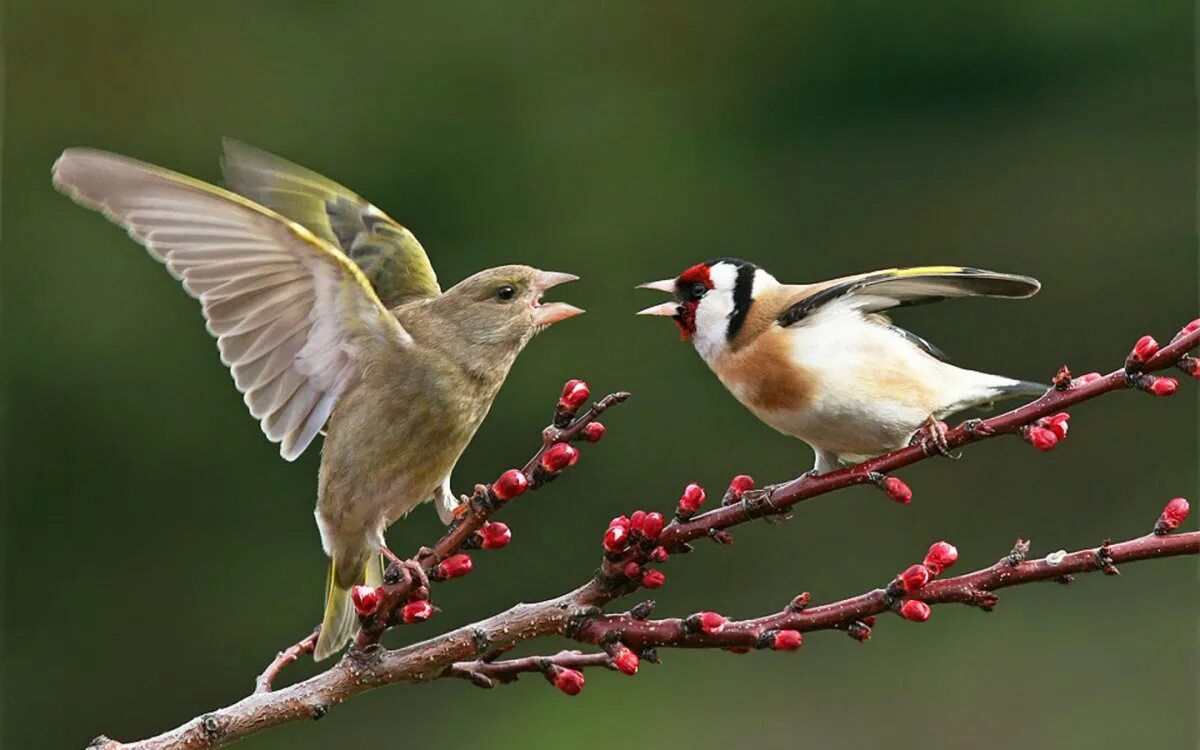 Летние птицы. Птицы картинки. Красивые птички. Живая природа птицы.