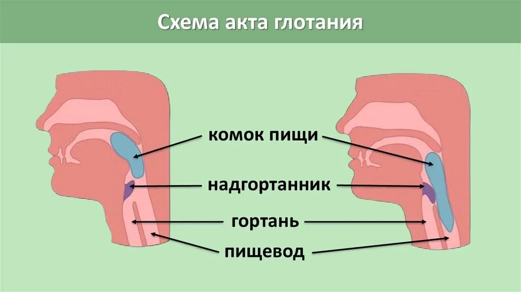 При глотании слюны в ухе. Схема акта глотания. Схема глотания пищи. Гортань схема. Строение горла человека.