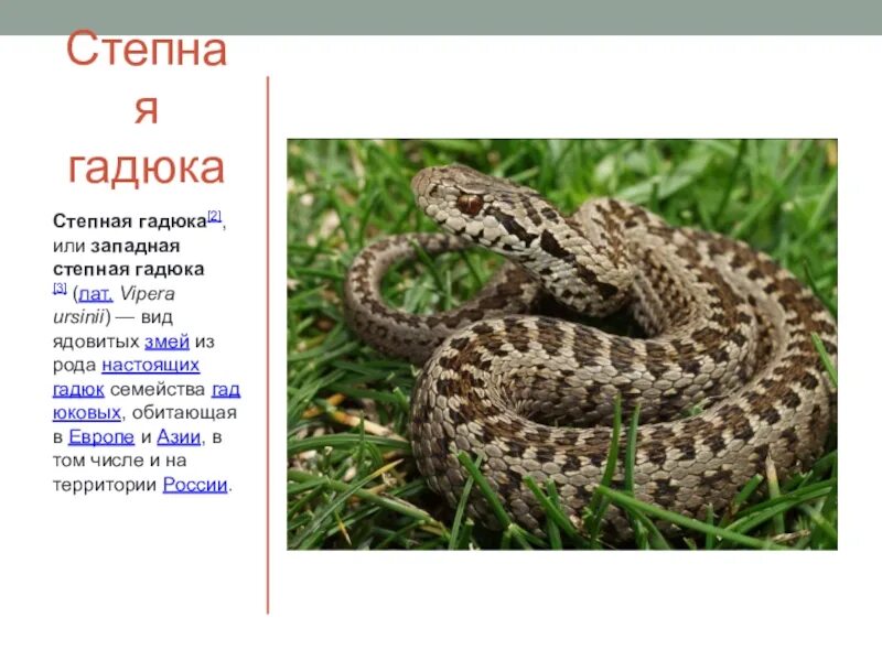 Западная Степная гадюка. Степная гадюка (Vipera Renardi). Гадюка Степная - Vipera Ursini. Степная гадюка Ростовской области. Гадюка 2 класс окружающий