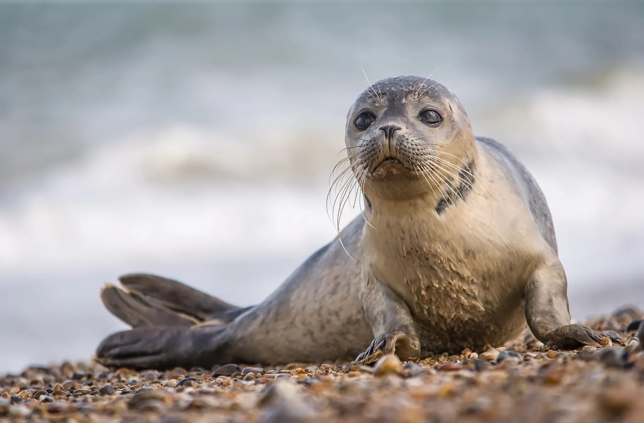 Seal&#039;s