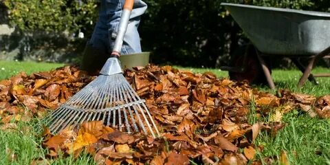 Rake leaves