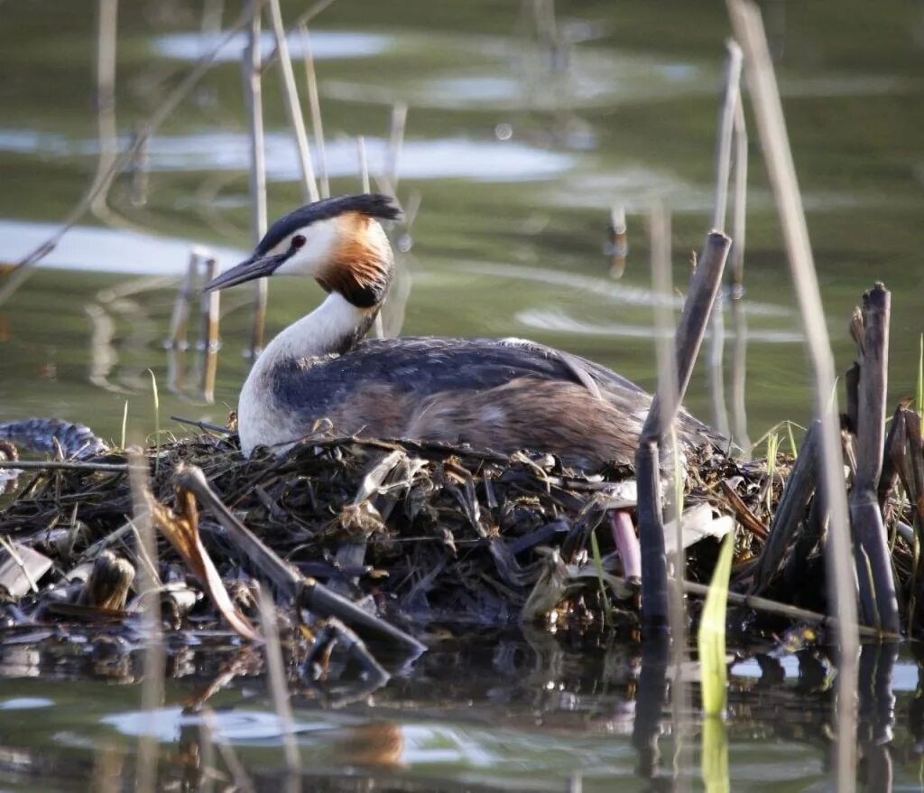 Free Images : duck, water bird, beak, ducks, geese and swans, waterfowl, pond, b
