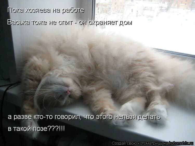 пока хозяев