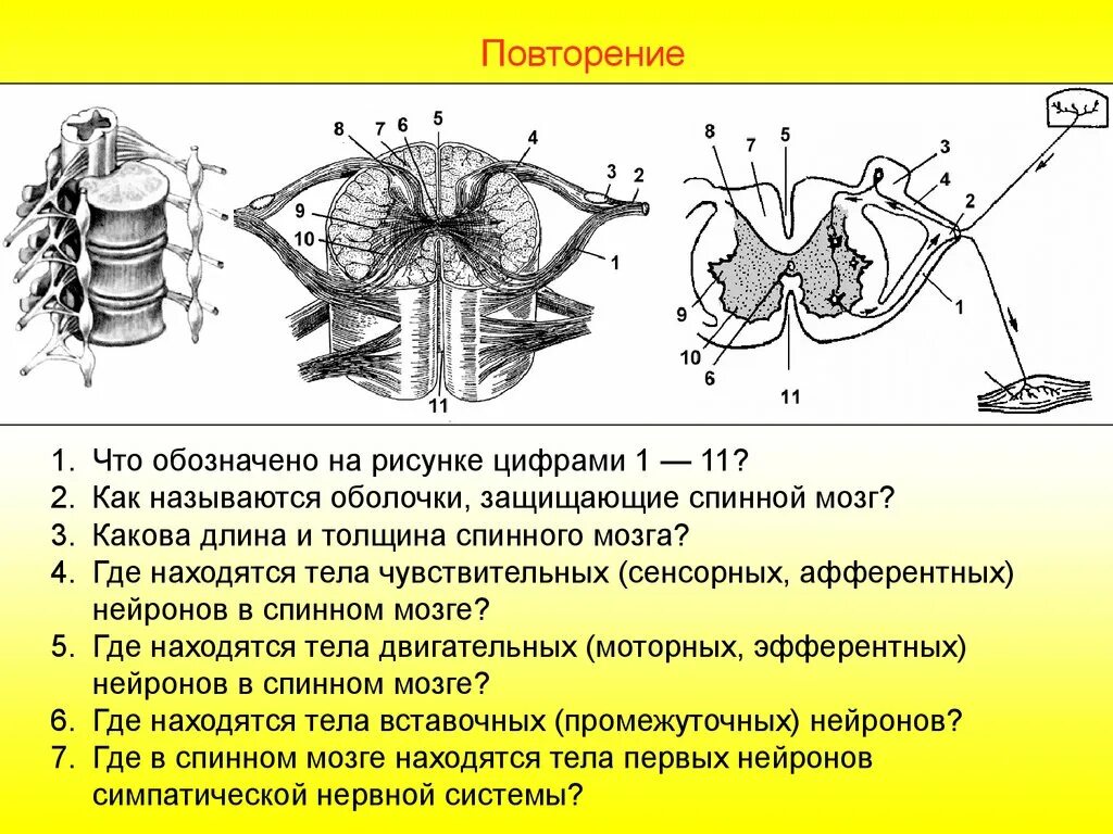 Строение спинного мозга Нейроны. Спинной мозг строение вставочный Нейрон. Структуры спинного мозга): тела вставочных нейронов. Расположение нейронов в спинном мозге.