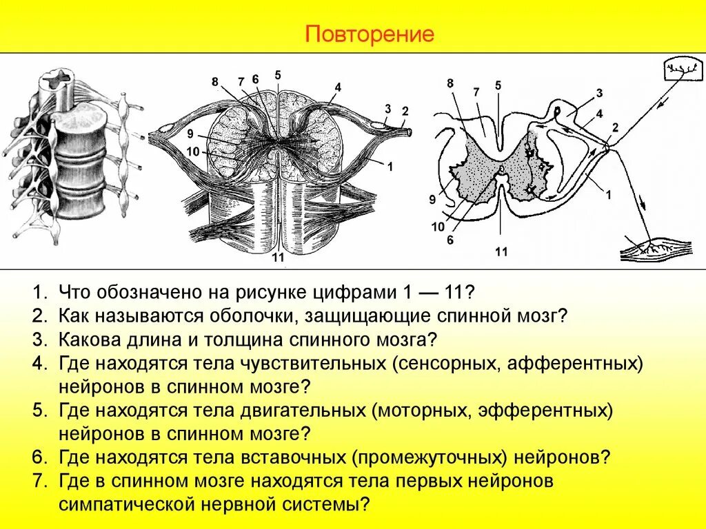 Тело и отростки расположены в спинном мозге. Строение спинного мозга Нейроны. Спинной мозг строение вставочный Нейрон. Структуры спинного мозга): тела вставочных нейронов. Расположение нейронов в спинном мозге.