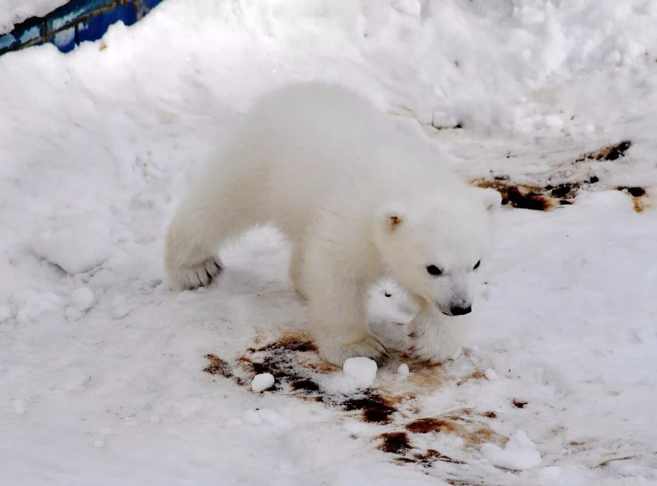На следующей странице представлены фотографии белого медведя. Песец и белый медведь. Белый медведь ест песца. Белые медведи в Новосибирском зоопарке. Белый медведь белый лиса.
