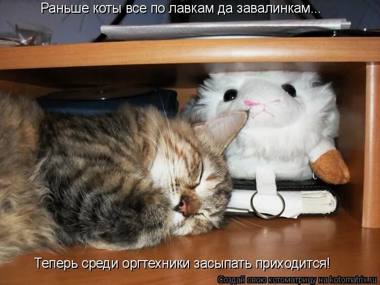 Ранний кот. Коты раньше коты сейчас. Кошки раньше и сейчас. Котята мейн-кун много. Кошки на древнеегипетских фресках.