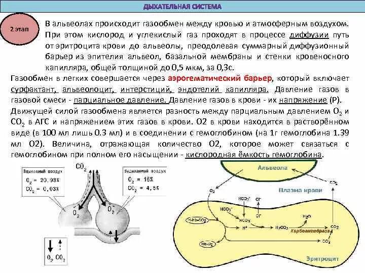 Обмен газов между легочным воздухом и