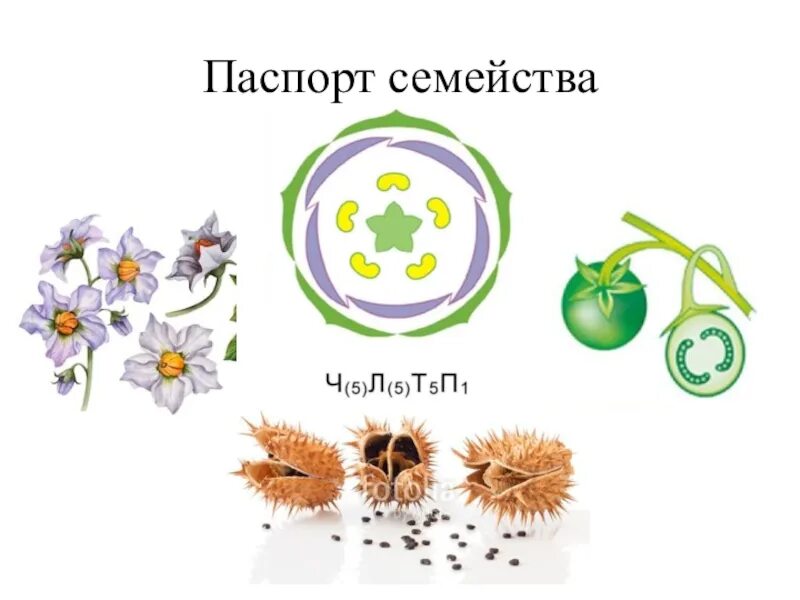 Особенности внешнего строения пасленовых