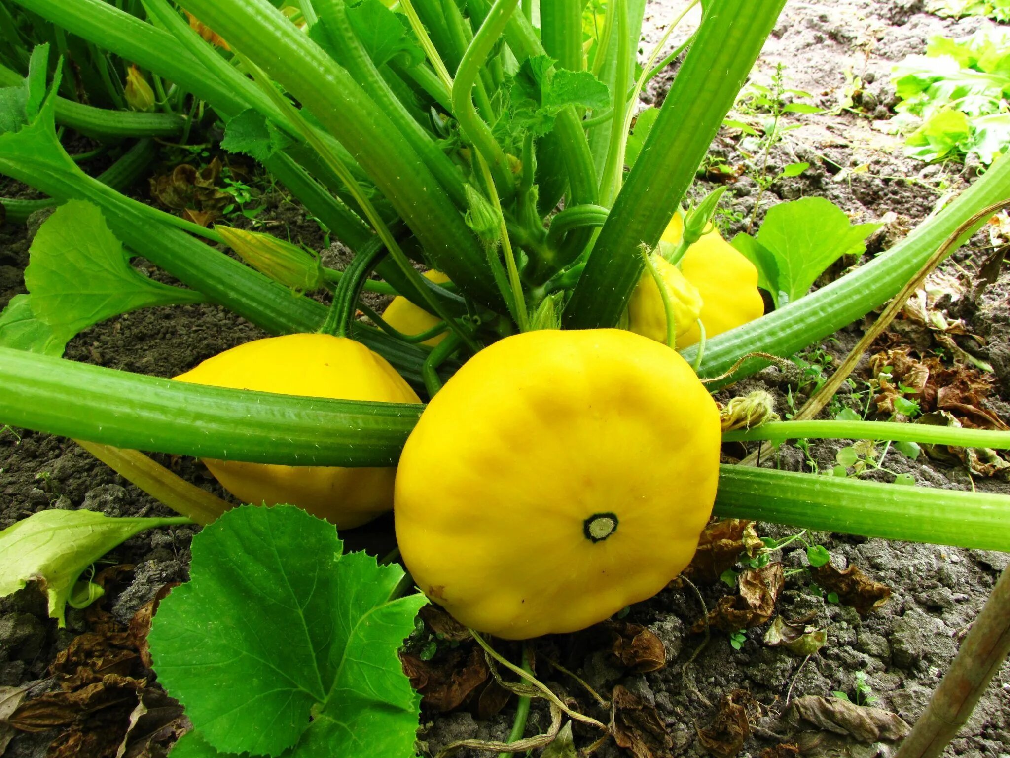 Тарельчатая тыква. Патиссон (cucurbita pepo var. patisson). патиссон тарельчатая тыква. патиссон тыквоцветные. патиссоны арбузинка f1.
