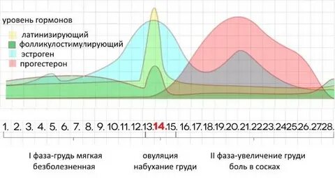 Молочные железы перед месячными
