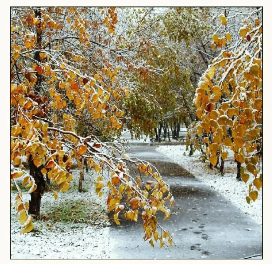 С зимой с первым снегом. Поздняя осень. Ранняя зима. Первый снег. Снежная осень.