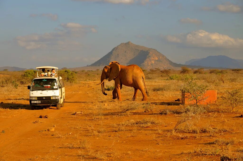 Africa safari. Сафари в Африке. Африка путешествие. Путешествия по Африке. Африка туризм.