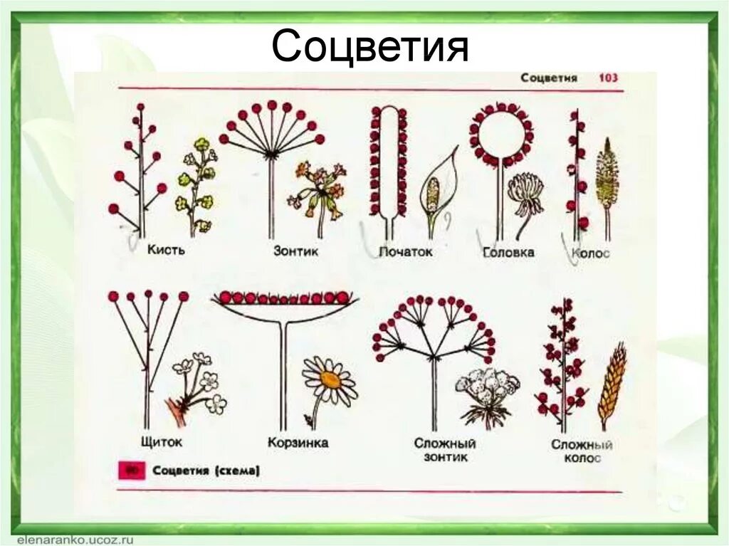 Соцветия растений. Рабочая тетрадь по биологии 6 класс пасечник цветок. Лабораторная работа соцветия. Лабораторная работа типы соцветий. Строение цветка и типы соцветий.