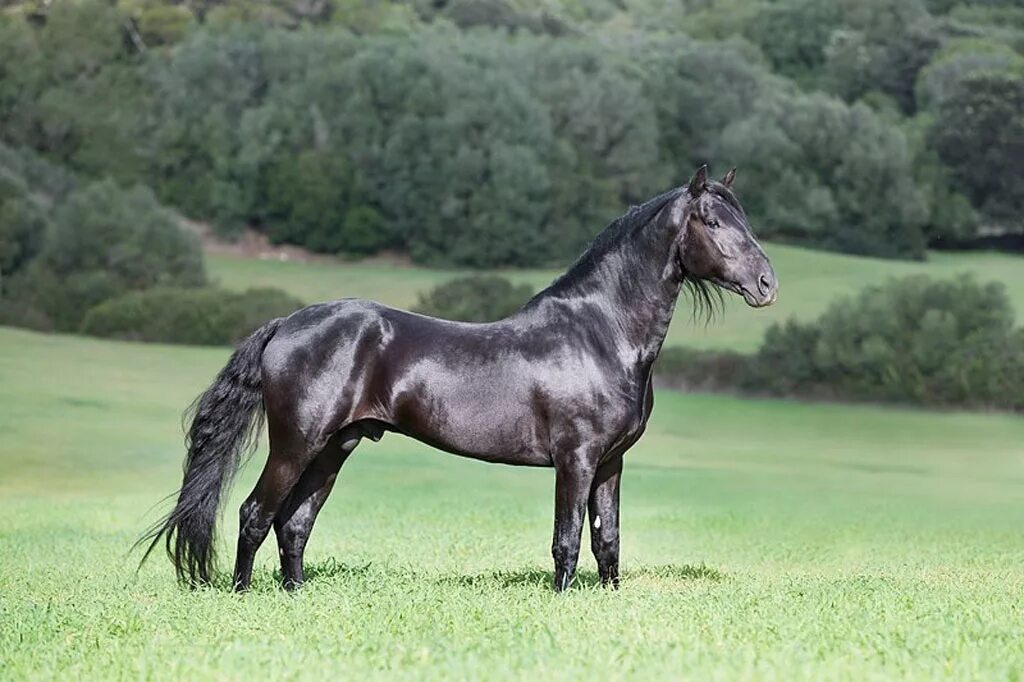 Породистые края. Испанская порода лошадей Андалузская. Андалузская лошадь Вороная. Чистокровная Андалузская лошадь. Лошади вороные андалузской породы.