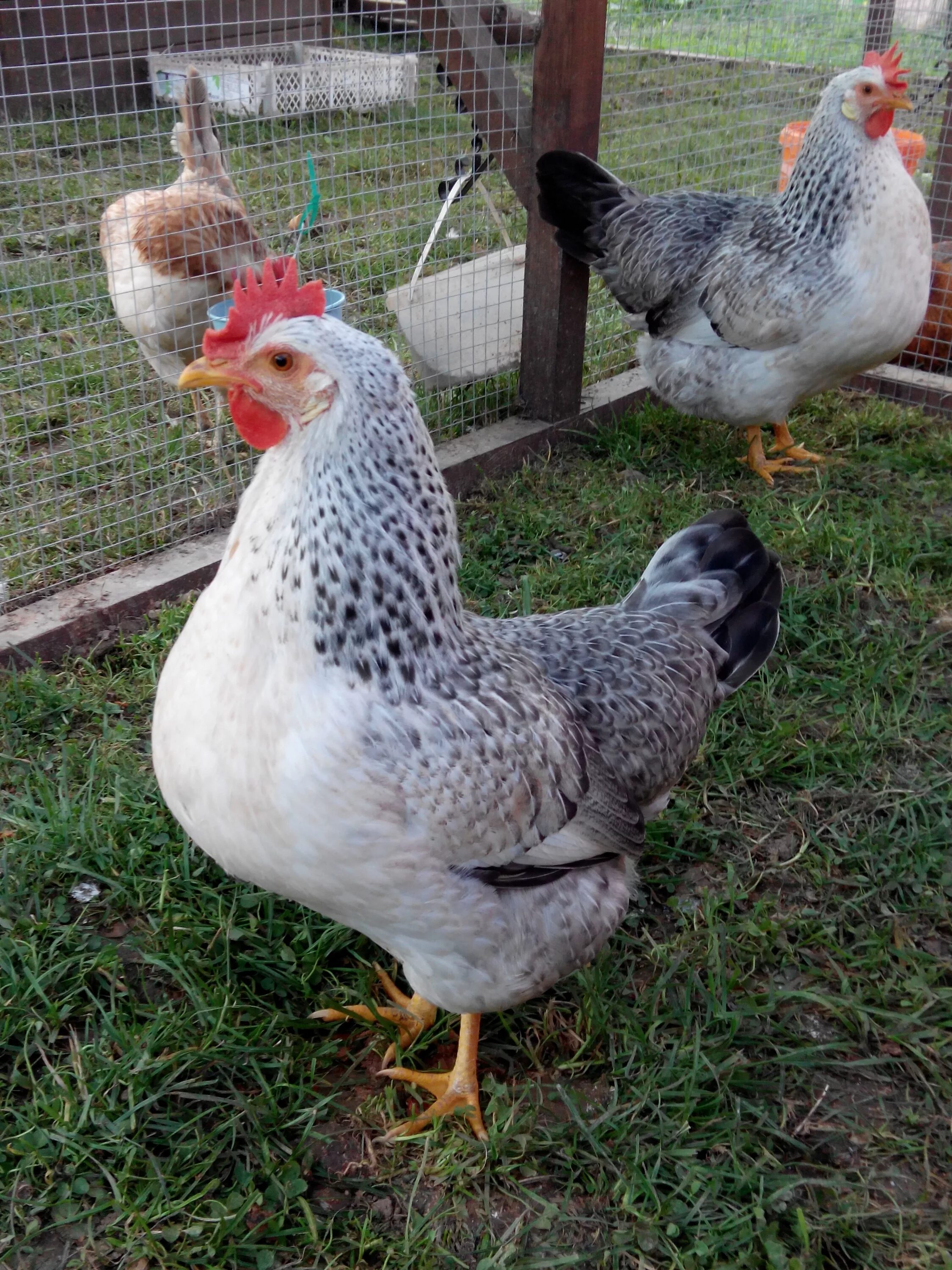 барковская барвиста кура. куры борковская барвистая. барковская барвиста кура. цыплята борковская барвистая. борковская барвистая.