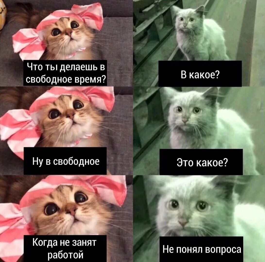 Мем кот а. Что ты делаешь в свободное время. мемы с котиками. что делаешь в свободное время мем. что ты делаешь в свободное время мем.