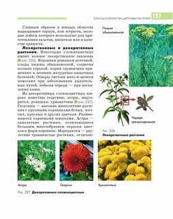 Лекарственные растения сложноцветных