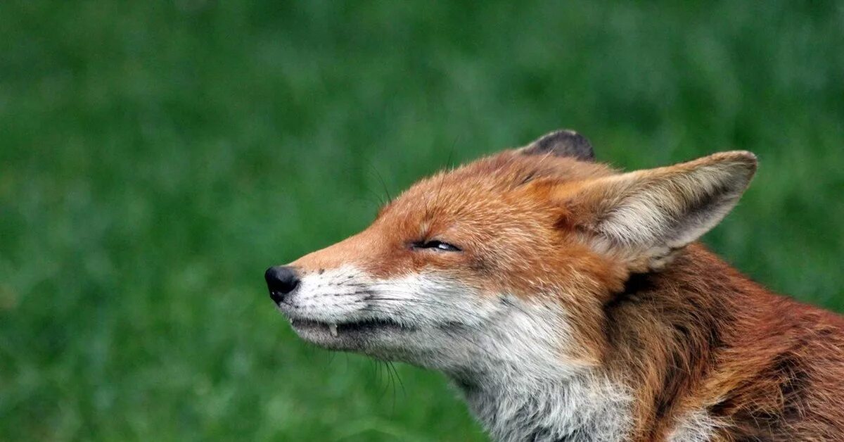 Лиса ветер дует шерсть. Wind fox. Детская куртка redfox зелёная. Wind fox. Каскад животное.