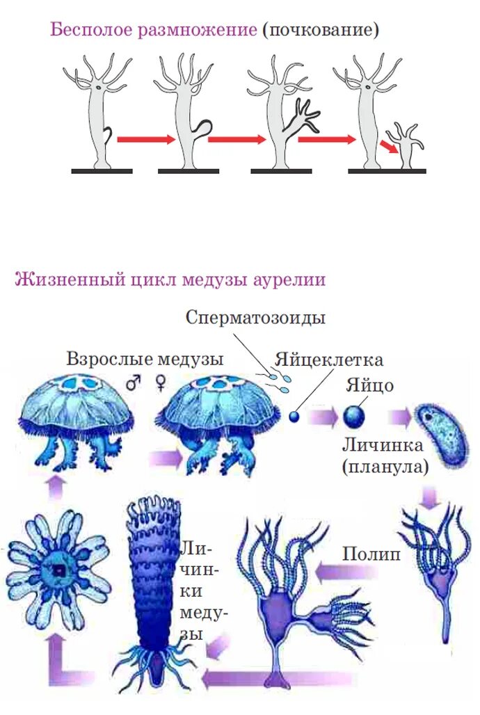 Является бесполым поколением. Бесполое размножение медуз. Жизненный цикл сцифоидных медуз схема. Размножение кишечнополостных схема. Размножение сцифоидных медуз схема.