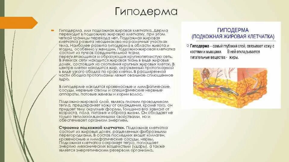 Подкожная клетчатка функции. Функции гиподермы кожи. гиподерма это подкожная жировая клетчатка. гиподерма строение и функции. гиподерма анатомия.