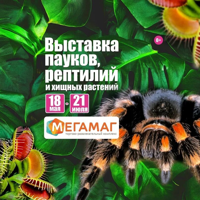 Пауков только. Выставка планета пауков. Выставка пауков казань. Выставка пауков в мегамаге ростов. Самый маленький паук в мире название.