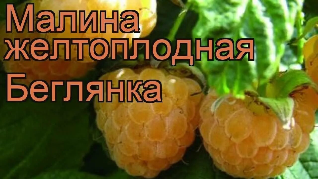 Малина беглянка описание. Малина ремонтантная "Беглянка". Малина желтоплодные сорта Беглянка (с2). Сорт малины Беглянка. Желтая малина сорт Беглянка.