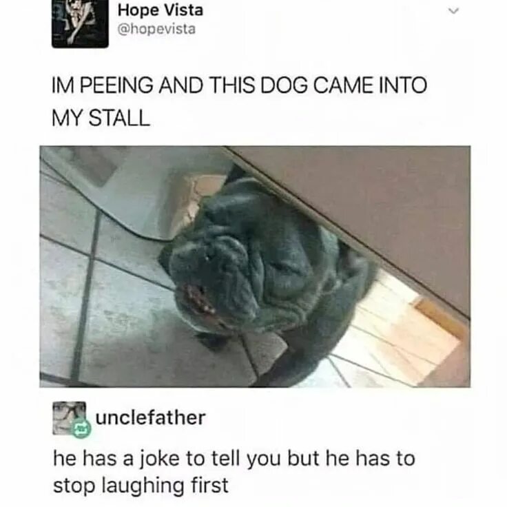Get a joke. Joke собака. собака денсит мем. две собаки смеются мем. tell jokes.