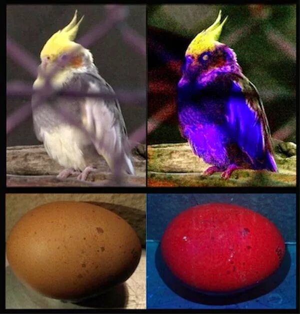 Птицы видят в темноте. Мир глазами попугая. Птицы в ультрафиолете. Ультрафиолетовое зрение птиц. Зрение птиц цвета.