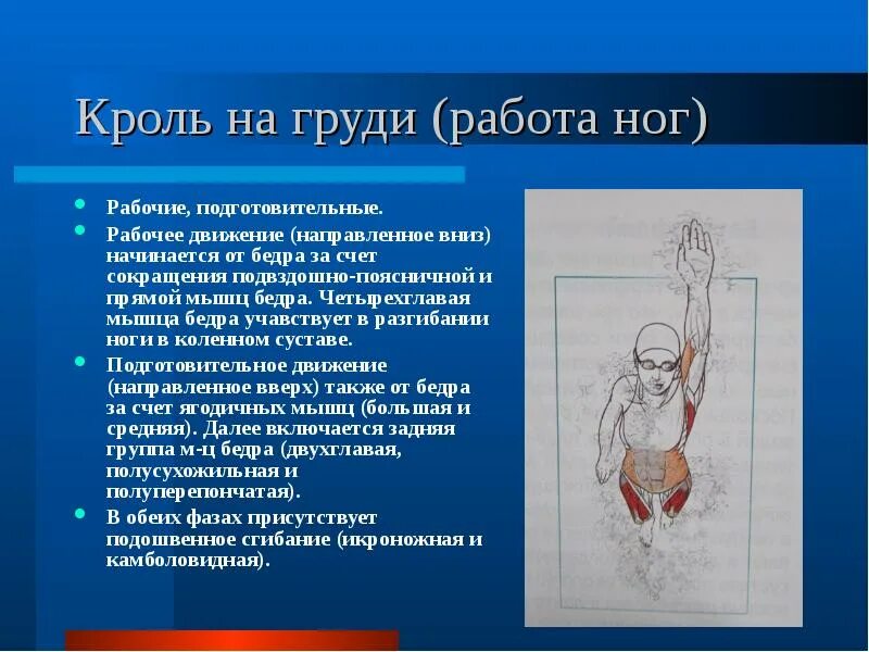 Мышцы при плавании. Кроль работа мышц. работа ног кроль на груди. мышцы задействованные при плавании кролем. кроль на спине группы мышц.