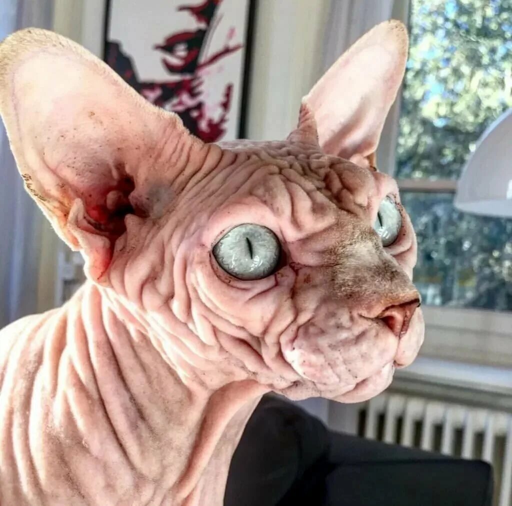 Покажи самую страшную кошку