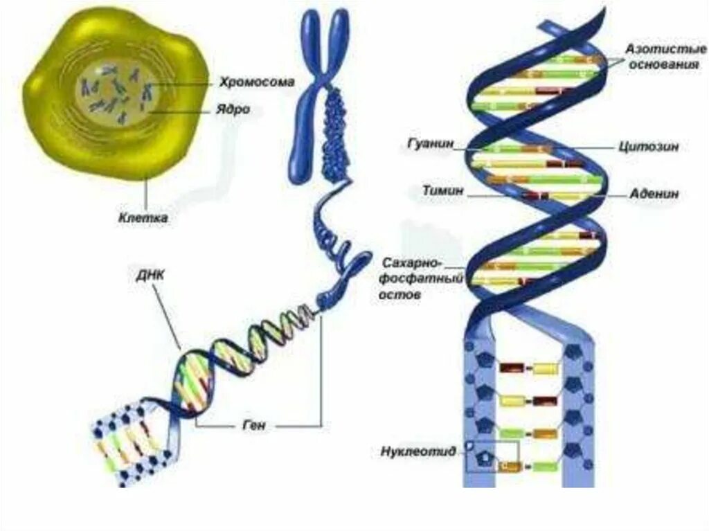 Ядро хромосомы ДНК ген. Строение клетки ДНК. Строение ДНК И хромосом. Молекулы днк находится в хромосомах